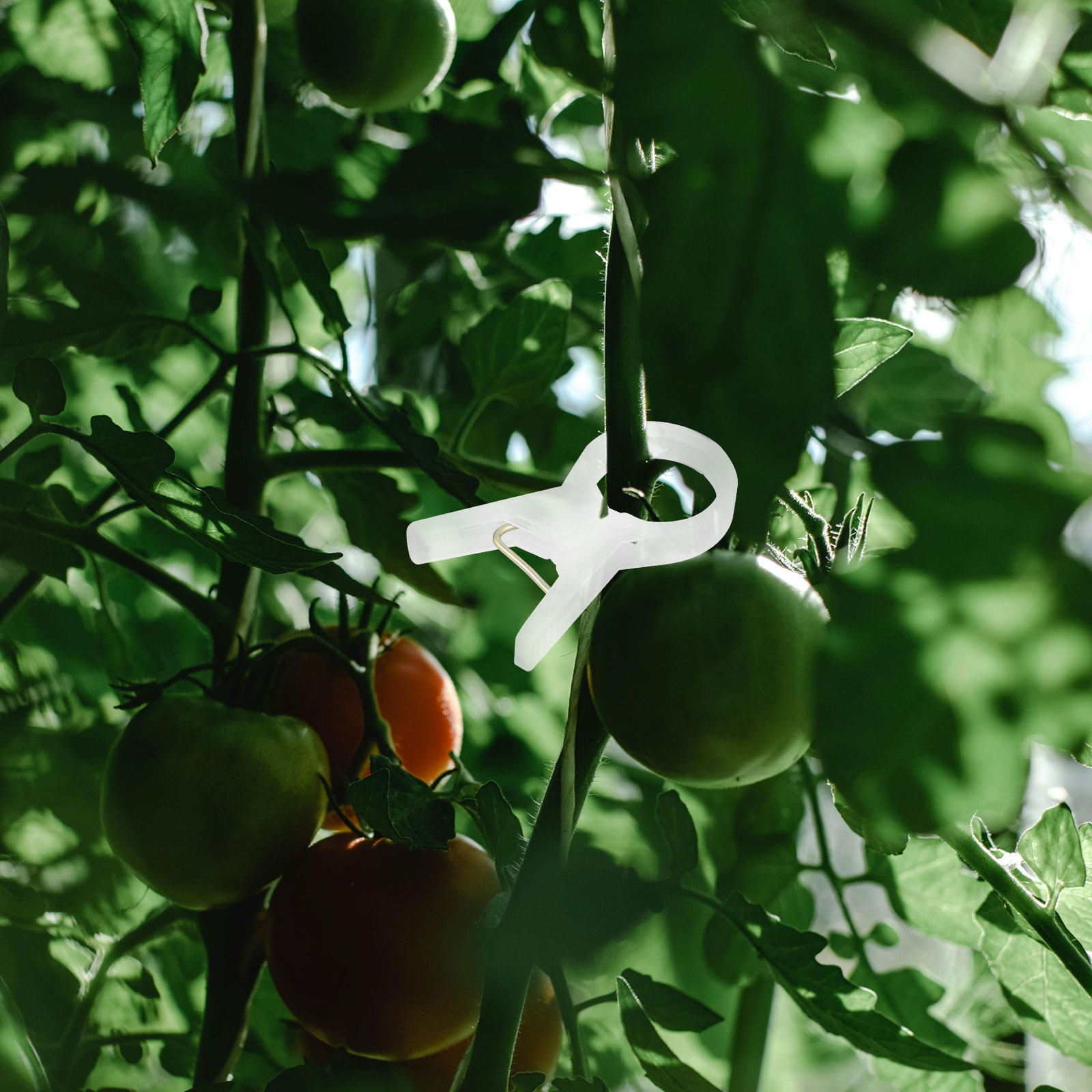 คลิปพลาสติกสำหรับพืชเลื้อย 100 - Vine Climbing Plastic บทวิจารณ์และราคา